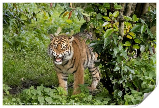Sumatran Tiger Raya Print by Adrian Dockerty