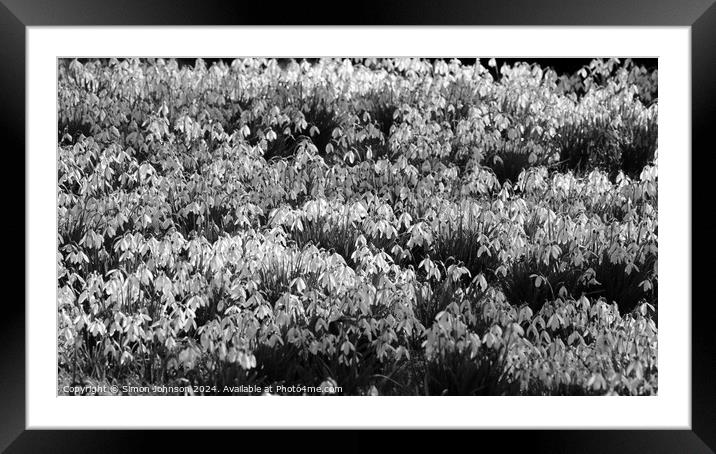 Sunlit Snowdrops in Monochrome  Framed Mounted Print by Simon Johnson
