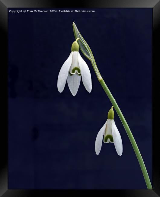 Snowdrop Framed Print by Tom McPherson