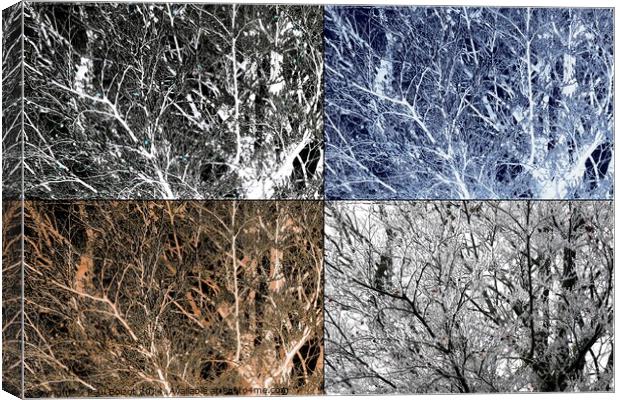 Frosted beech tree montage Canvas Print by Paul Boizot