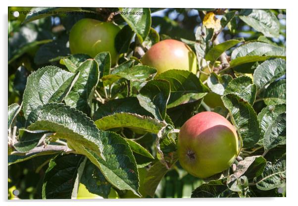 Apples ripening on an apple tree Acrylic by aurélie le moigne