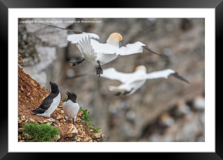 Bempton Cliffs - Gannet flypast. Framed Mounted Print by John Parker