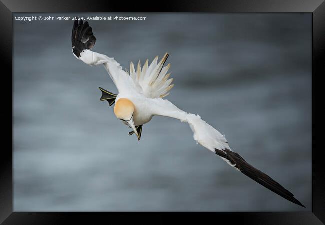 Bempton Cliffs - Flight of the Northern Gannet Framed Print by John Parker