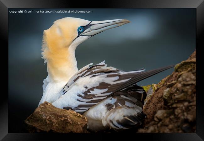 Northern Gannet Framed Print by John Parker