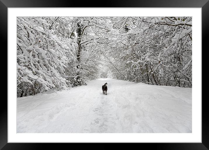 Snow Walk in the Woods Framed Mounted Print by Natalie Kinnear
