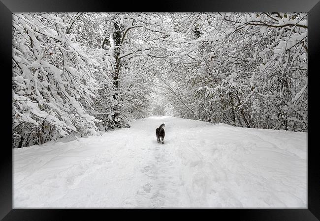 Snow Walk in the Woods Framed Print by Natalie Kinnear