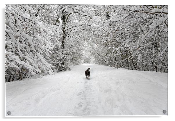 Snow Walk in the Woods Acrylic by Natalie Kinnear