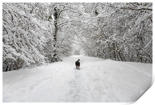 Snow Walk in the Woods Print by Natalie Kinnear