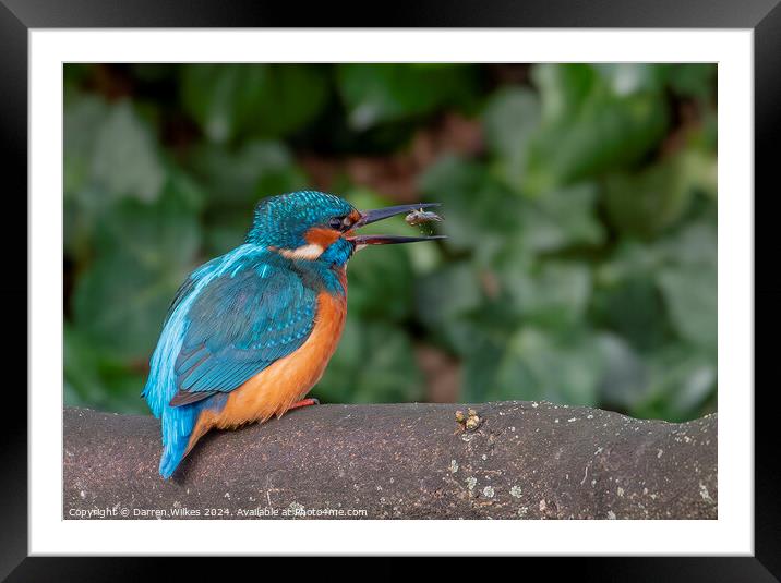 Fish For Dinner - Kingfisher with Fish Framed Mounted Print by Darren Wilkes