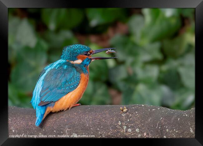 Fish For Dinner - Kingfisher with Fish Framed Print by Darren Wilkes