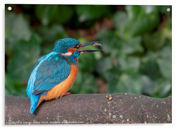Fish For Dinner - Kingfisher with Fish Acrylic by Darren Wilkes
