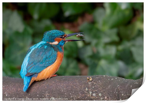 Fish For Dinner - Kingfisher with Fish Print by Darren Wilkes