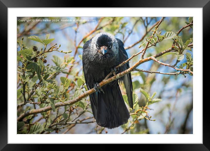 Jackdaw - watching you watching me. Framed Mounted Print by John Parker