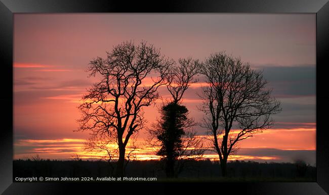 Plant tree Framed Print by Simon Johnson