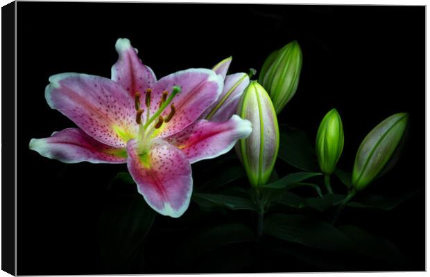 Flowering Lily Canvas Print by Martin Williams