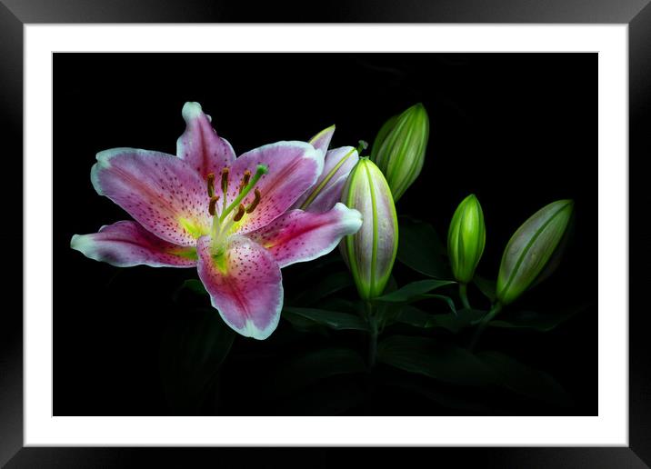 Flowering Lily Framed Mounted Print by Martin Williams