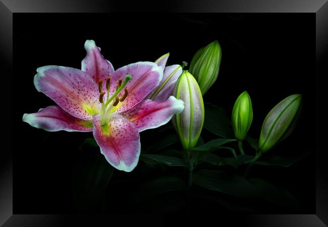 Flowering Lily Framed Print by Martin Williams