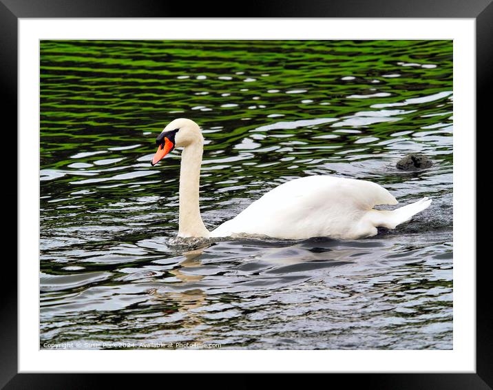 White Mute Swan Swimming on the River Framed Mounted Print by Susie Peek