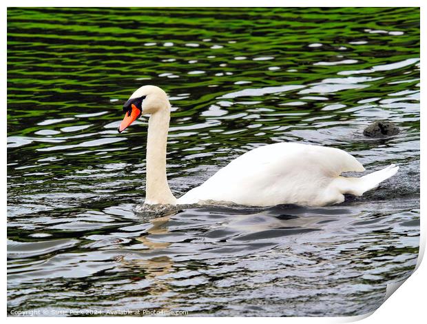 White Mute Swan Swimming on the River Print by Susie Peek