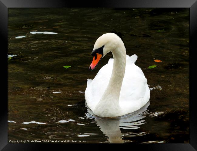 White Mute Swan Swimming on the River Framed Print by Susie Peek