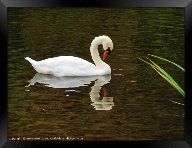White Mute Swan Swimming on the River Framed Print by Susie Peek