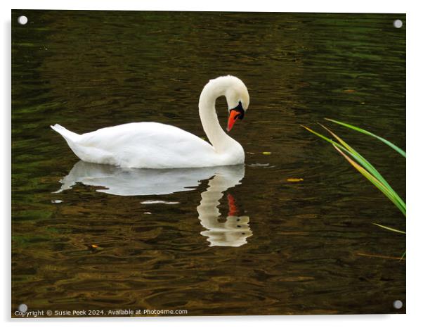 White Mute Swan Swimming on the River Acrylic by Susie Peek