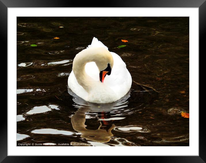 White Mute Swan Swimming on the River Framed Mounted Print by Susie Peek