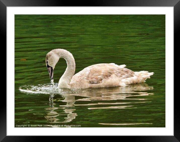 Mute Swan Cygnet on a River  Framed Mounted Print by Susie Peek