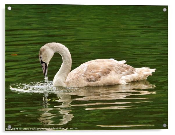 Mute Swan Cygnet on a River  Acrylic by Susie Peek