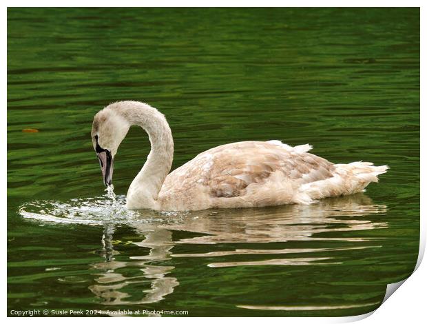 Mute Swan Cygnet on a River  Print by Susie Peek