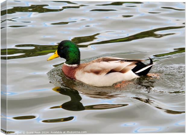 Male Mallard with Reflections Swimming on a River Canvas Print by Susie Peek