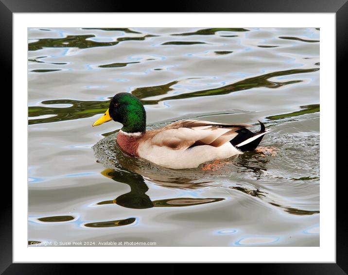 Male Mallard with Reflections Swimming on a River Framed Mounted Print by Susie Peek