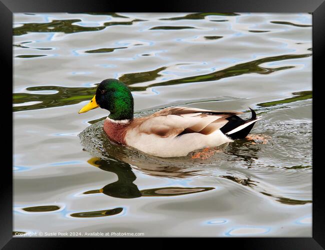 Male Mallard with Reflections Swimming on a River Framed Print by Susie Peek