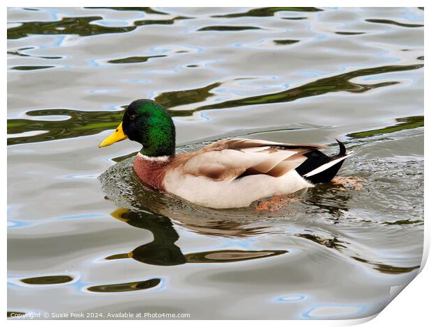 Male Mallard with Reflections Swimming on a River Print by Susie Peek