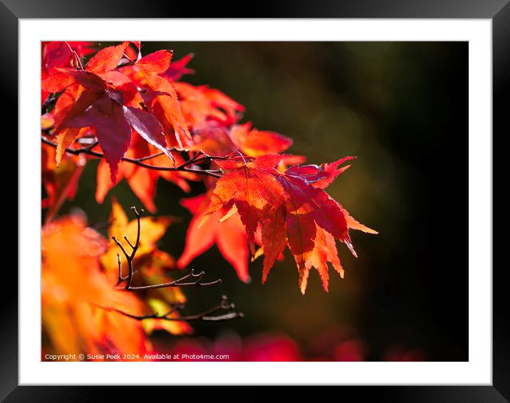 Acer Leaves in Autumn Framed Mounted Print by Susie Peek