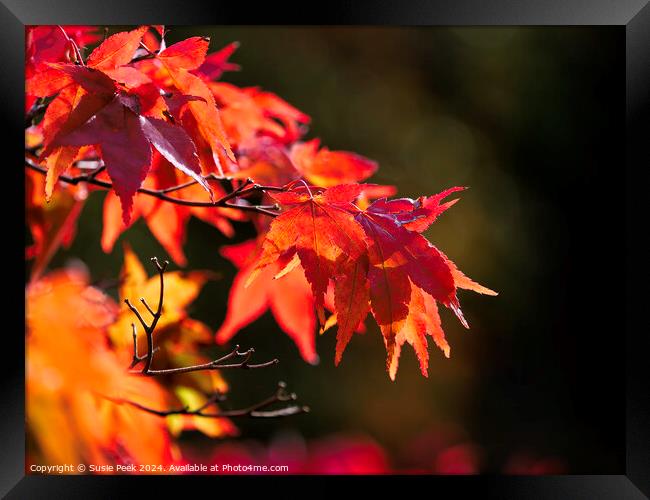 Acer Leaves in Autumn Framed Print by Susie Peek