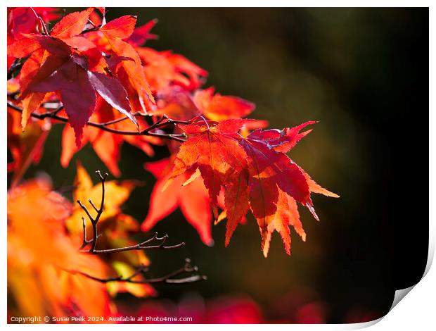 Acer Leaves in Autumn Print by Susie Peek