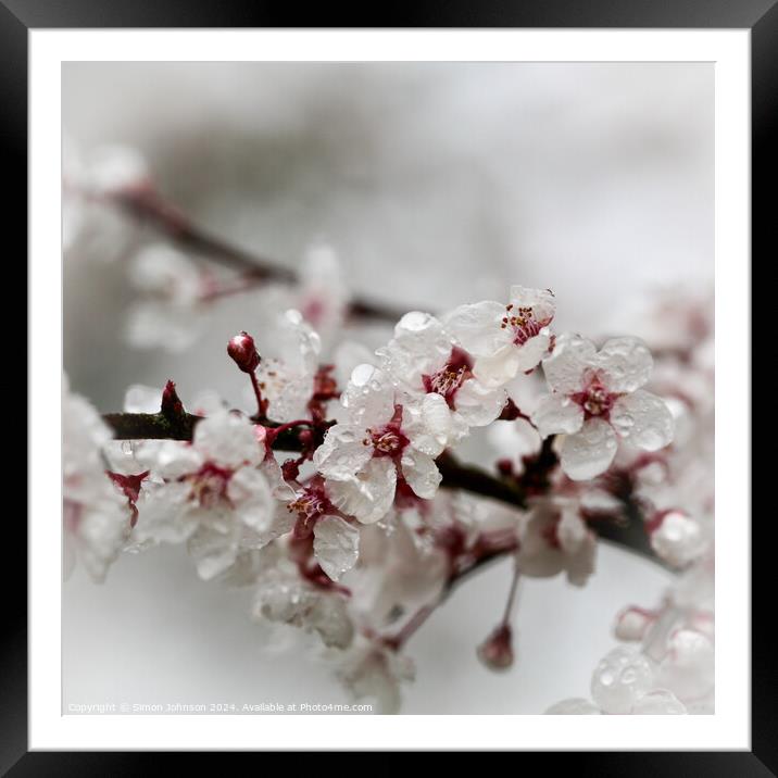 spring blossom in the rain Framed Mounted Print by Simon Johnson