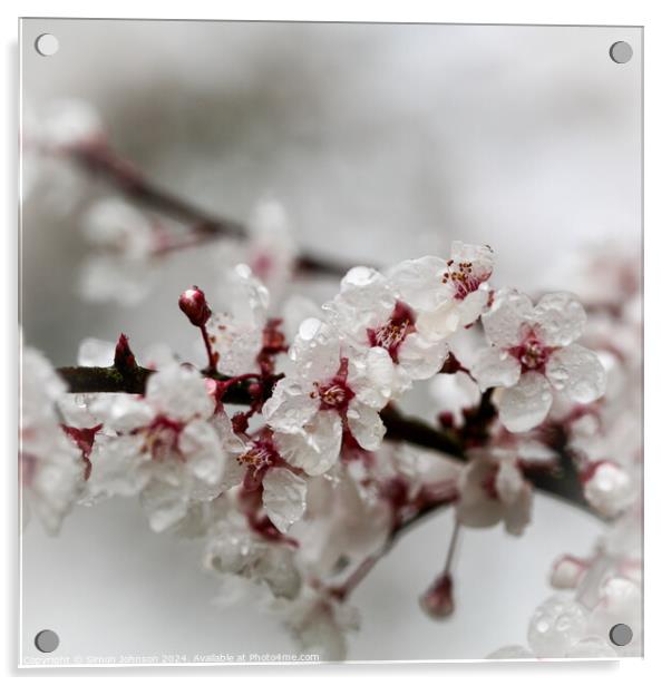 spring blossom in the rain Acrylic by Simon Johnson