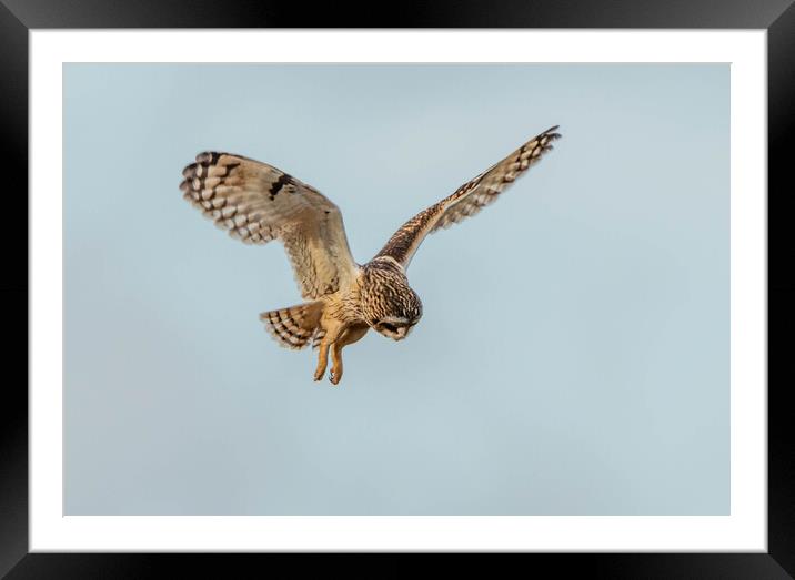 Short-eared owl Framed Mounted Print by Leanne Green