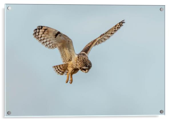 Short-eared owl Acrylic by Leanne Green