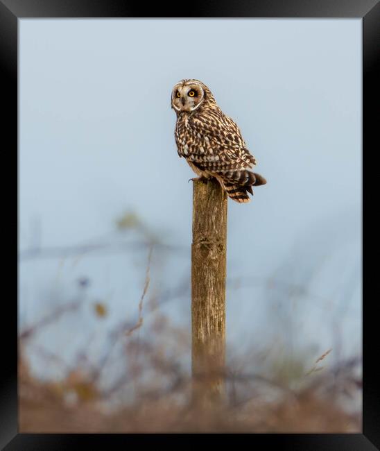 Short-eared owl Framed Print by Leanne Green