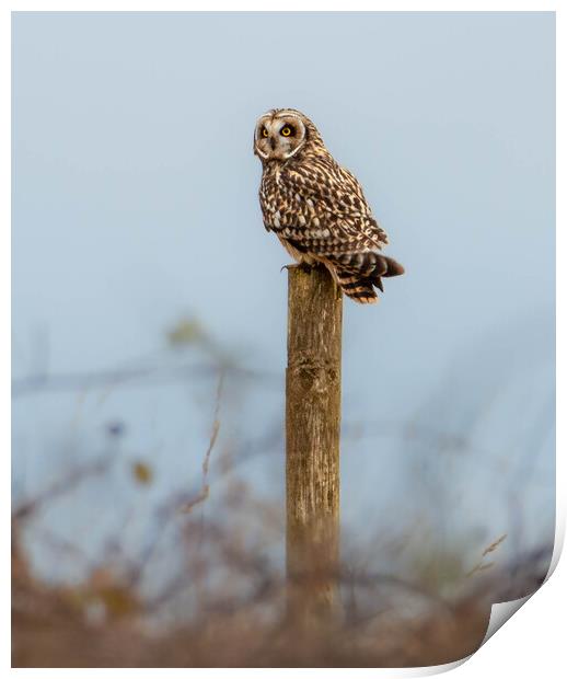 Short-eared owl Print by Leanne Green