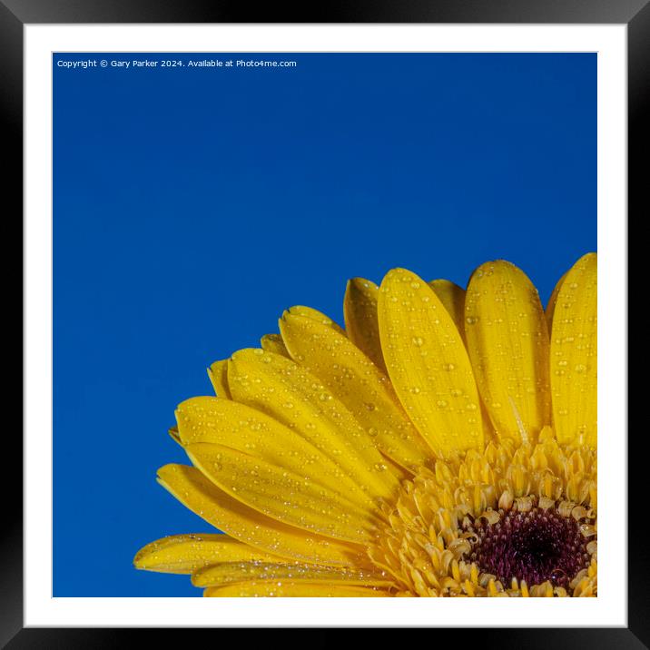 Yellow Petals Framed Mounted Print by Gary Parker
