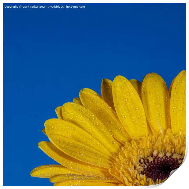 Yellow Petals Print by Gary Parker