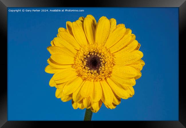 Yellow Daisy Framed Print by Gary Parker