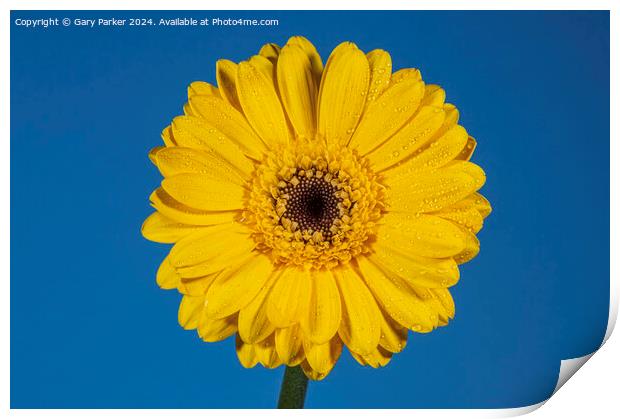 Yellow Daisy Print by Gary Parker