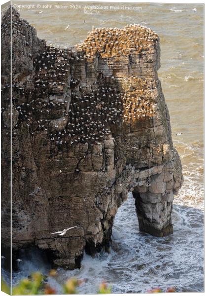 Bempton Cliffs Outcrop Canvas Print by John Parker
