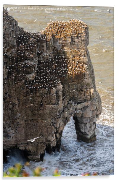 Bempton Cliffs Outcrop Acrylic by John Parker