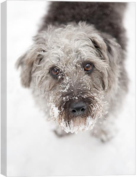 Snowy Faced Pup Canvas Print by Natalie Kinnear
